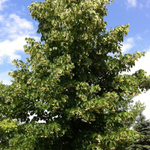 Tilia cordata 'Greenspire'