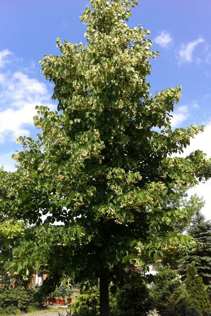 Tilia cordata 'Greenspire'