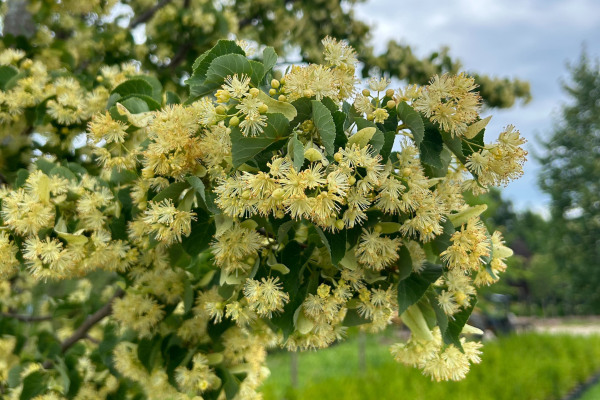 Tilia cordata 'Greenspire'