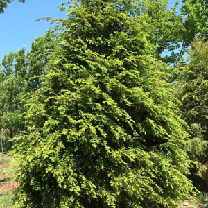 Tsuga canadensis