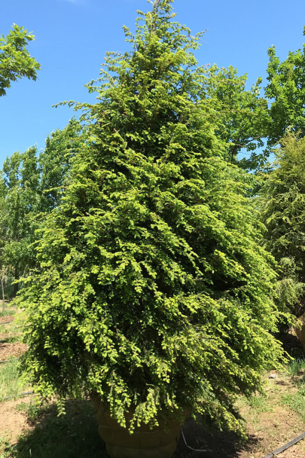 Tsuga canadensis