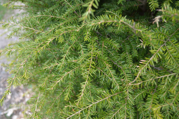 Tsuga canadensis