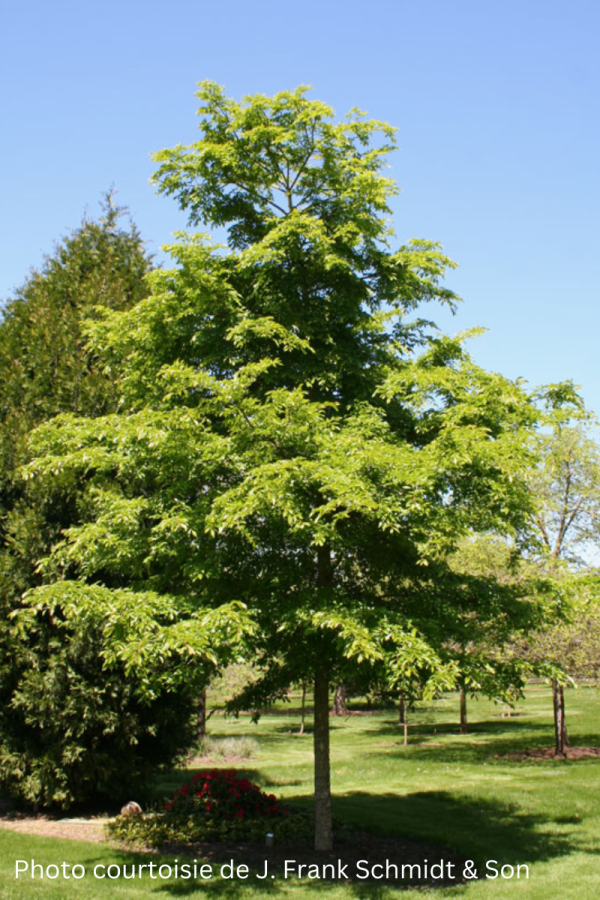 Ulmus 'Accolade'