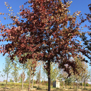 Ulmus 'Frontier'