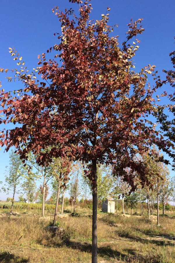 Ulmus 'Frontier'