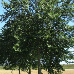 Ulmus 'Pioneer'