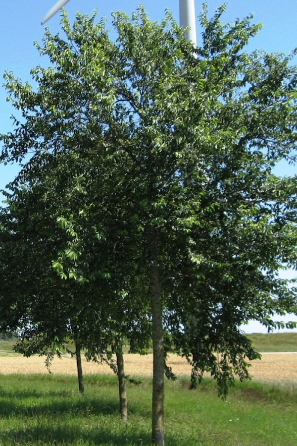 Ulmus 'Pioneer'