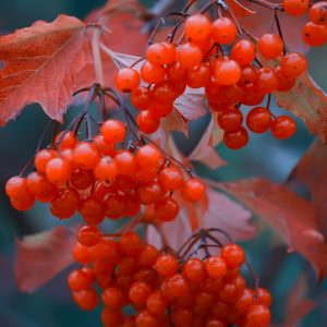 Viburnum trilobum