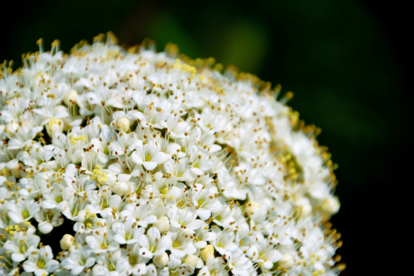 Viburnum lantana