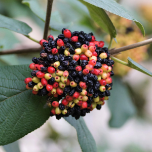 Viburnum lantana