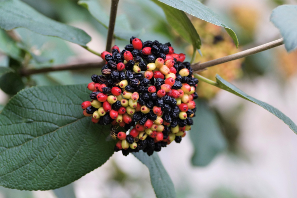 Viburnum lantana