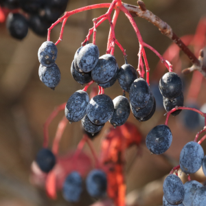 Viburnum lentago