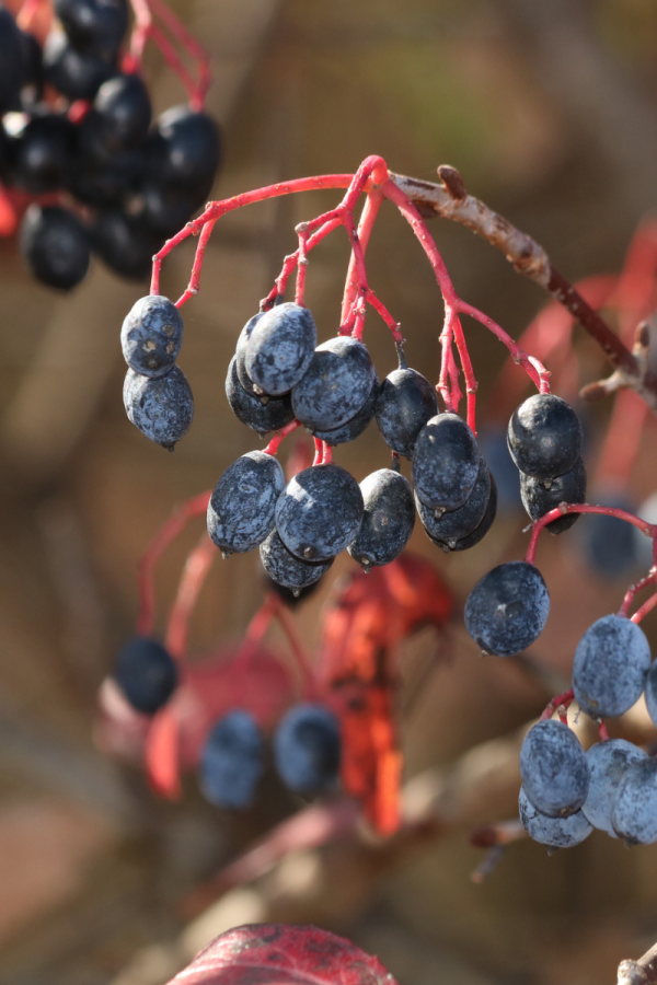 Viburnum lentago