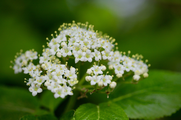 Viburnum lentago