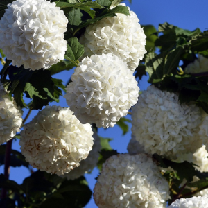 Viburnum opulus 'Roseum'