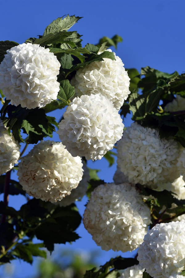 Viburnum opulus 'Roseum'