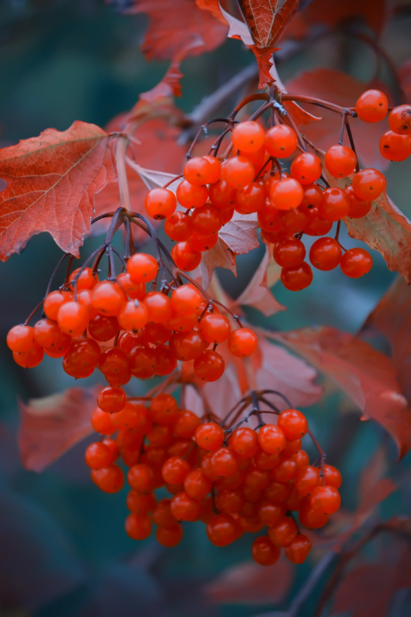 Viburnum trilobum