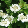 Viburnum trilobum
