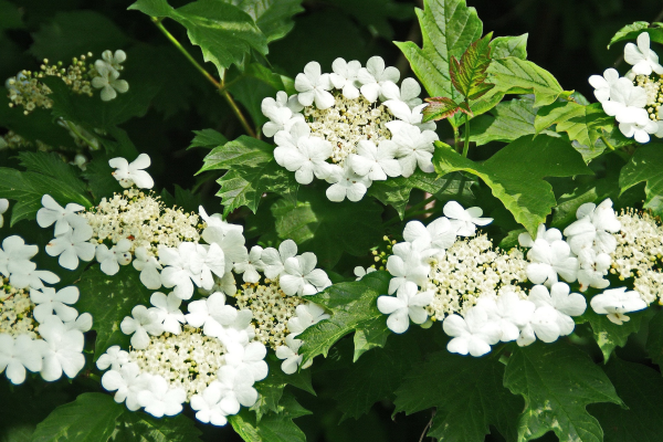 Viburnum trilobum