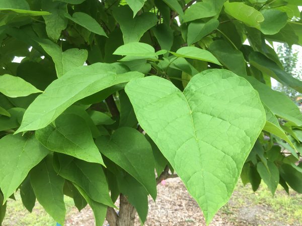 <b><i>Catalpa bungei</b></i><br>Catalpa de Bunge (Catalpa boule) – Image 2