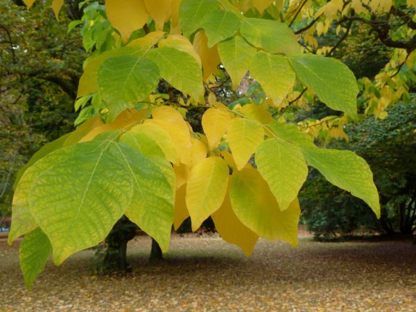 <b><i>Cladrastris lutea (Cladastris kentukea)</b></i><br>Virgilier à bois jaune – Image 2