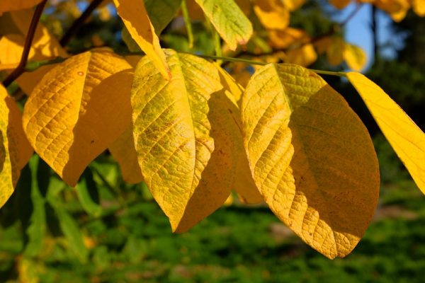 <b><i>Cladrastris lutea (Cladastris kentukea)</b></i><br>Virgilier à bois jaune – Image 5