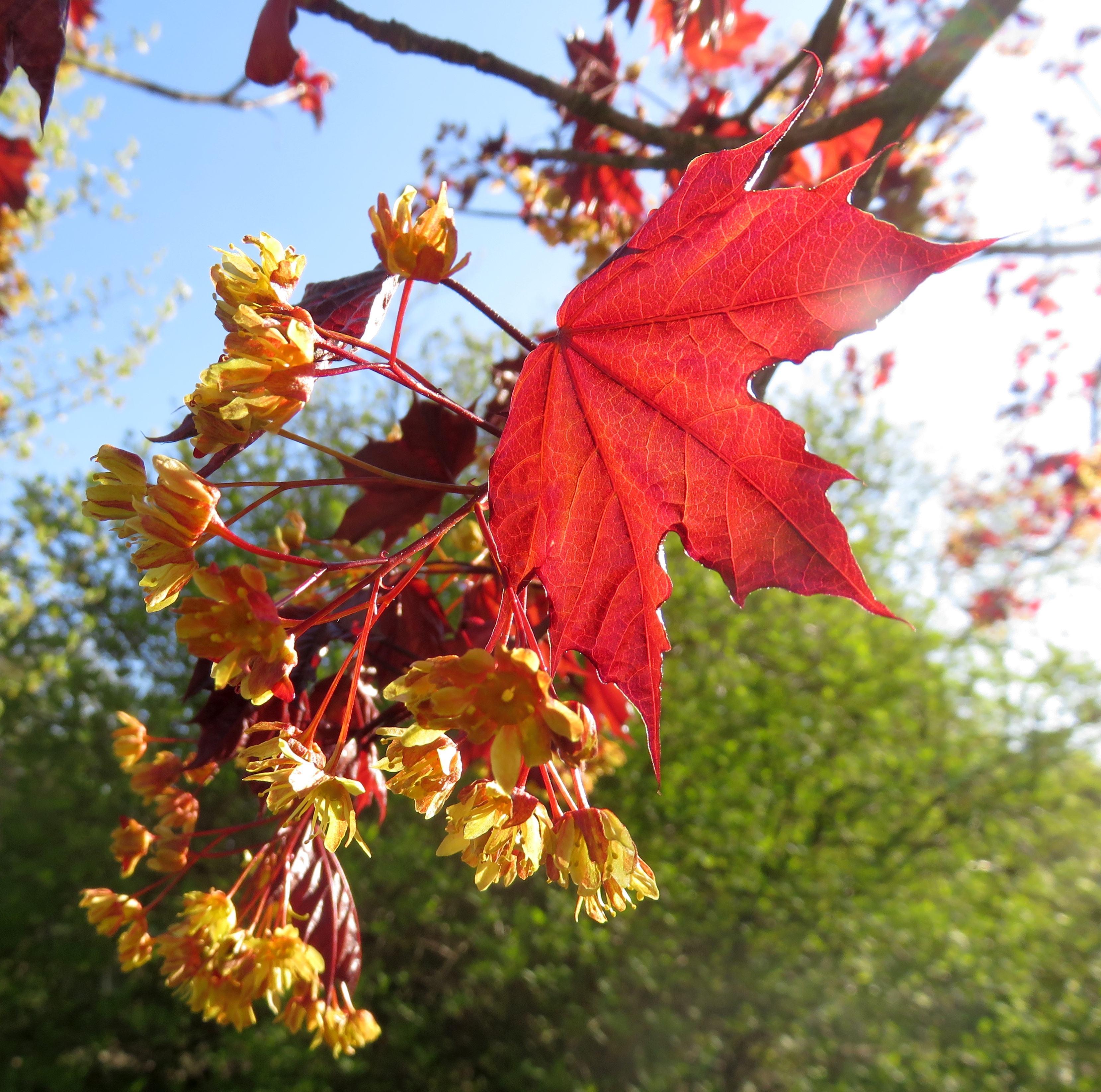 Acer platanoides 'Royal Red'Érable de Norvège 'Royal Red' Les