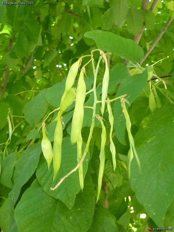 <b><i>Cladrastris lutea (Cladastris kentukea)</b></i><br>Virgilier à bois jaune – Image 4