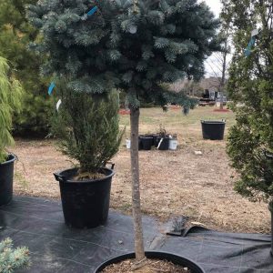 Picea pungens 'Glauca Globosa'