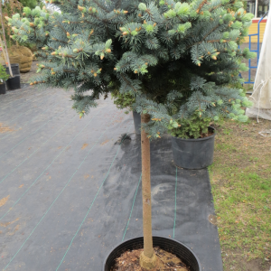 Picea pungens 'Glauca Globosa' sur tige