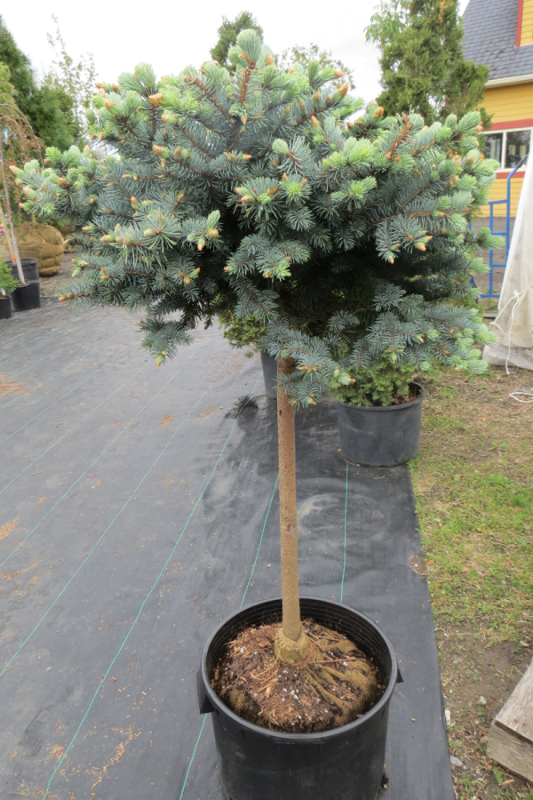 Picea pungens 'Glauca Globosa' sur tige