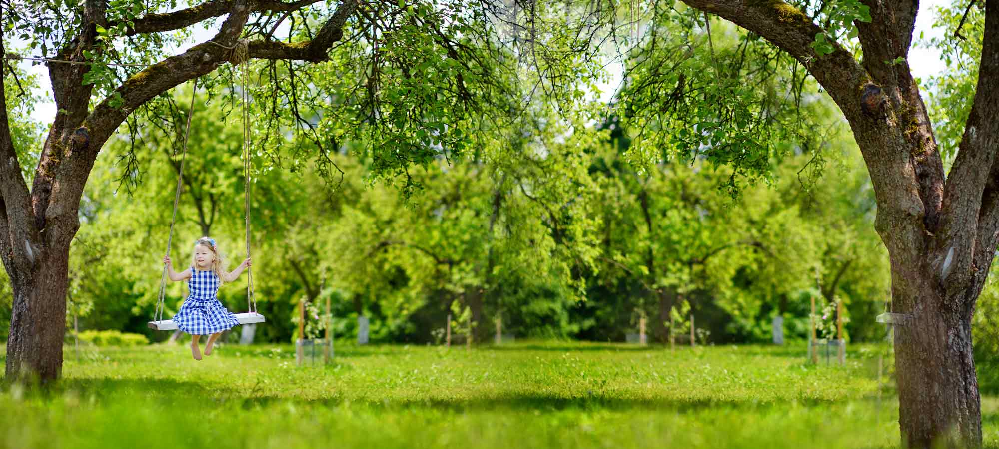 Nos arbres, les racines de notre histoire