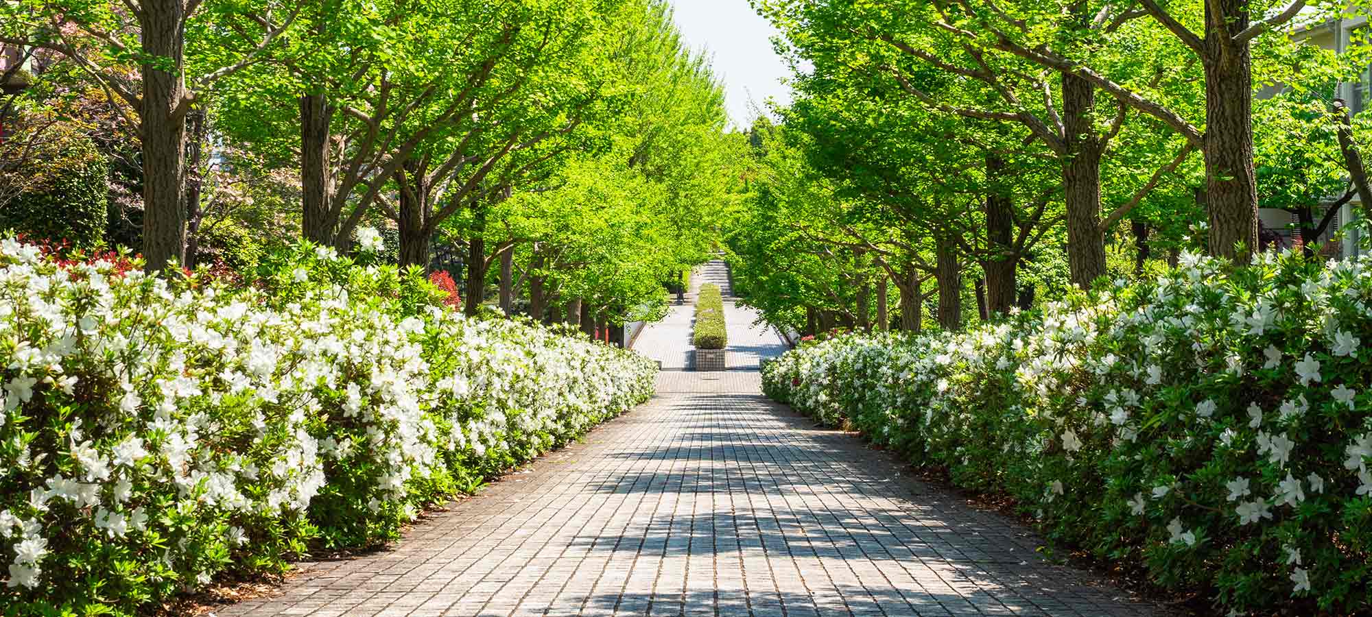 Des arbres à l'image de vos projets