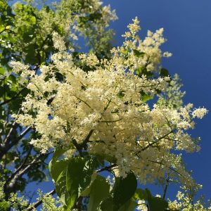 Syringa reticulata 'Ivory Silk'