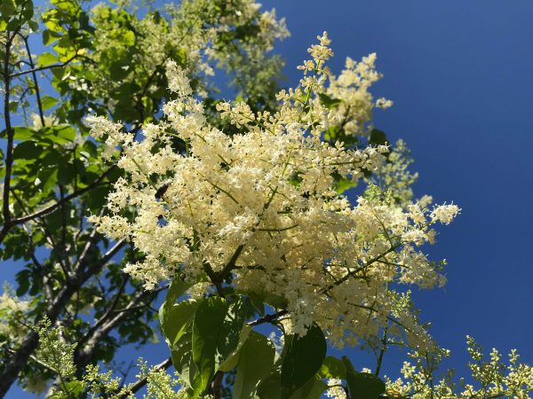 Syringa reticulata 'Ivory Silk'