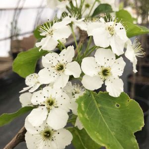 Prunus avium 'Bing'