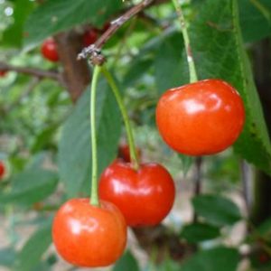 Prunus cerasus 'Montmorency'
