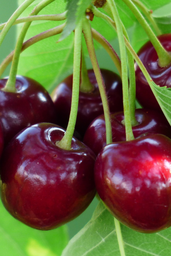 Prunus avium 'Bing'