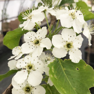 Prunus avium 'Bing'