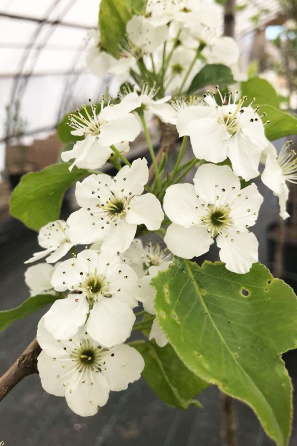 Prunus avium 'Bing'