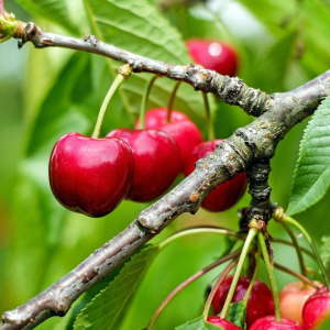 Prunus cerasus 'Montmorency'