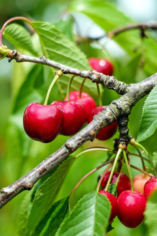 Prunus cerasus 'Montmorency'