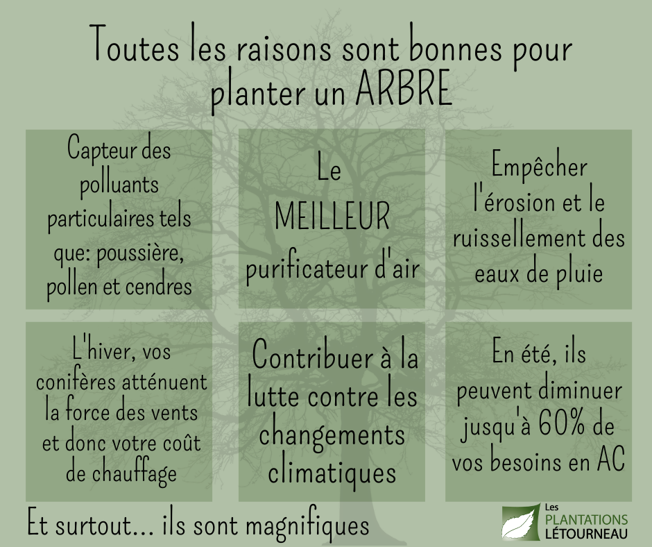Toutes les raisons sont bonnes pour planter un arbre Toutes les raisons sont bonnes pour planter un arbre