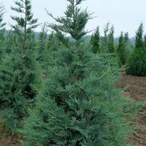 Juniperus scopulorum 'Blue Arrow'