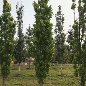 Celtis occidentalis 'Prairie Sentinel'