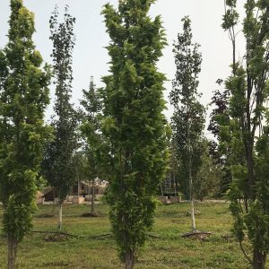 Celtis occidentalis 'Prairie Sentinel' Micocoulier occidental 'Prairie Sentinel'