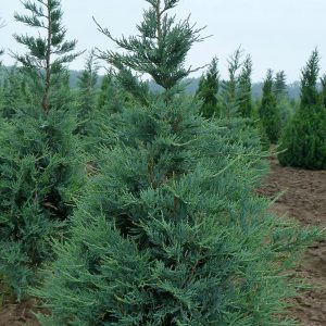 Juniperus scopulorum 'Blue Heaven'