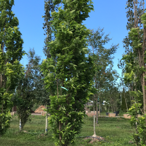 Celtis occidentalis 'Prairie Sentinel'