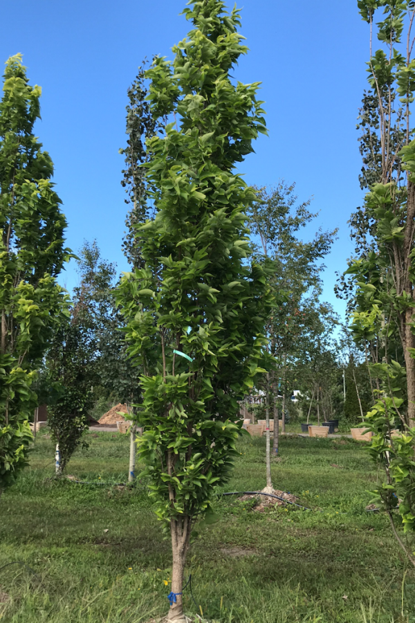 Celtis occidentalis 'Prairie Sentinel'
