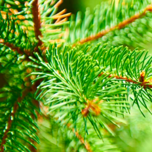 Production Les Plantations Létourneau